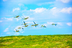 黑龙江扎龙湿地