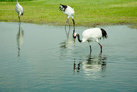 黑龙江扎龙湿地