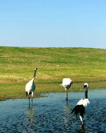 黑龙江扎龙湿地