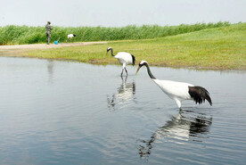 黑龙江扎龙湿地