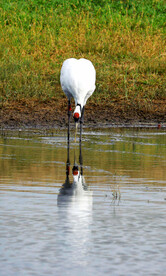 黑龙江扎龙湿地