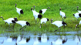 黑龙江扎龙湿地