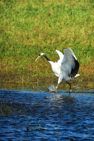 黑龙江扎龙湿地