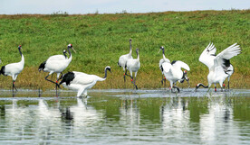 黑龙江扎龙湿地