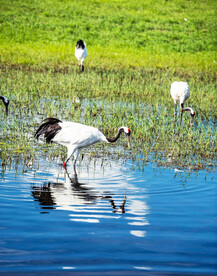 黑龙江扎龙湿地