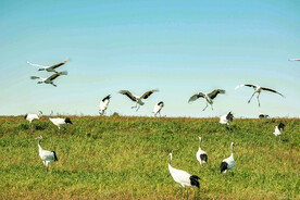 黑龙江扎龙湿地