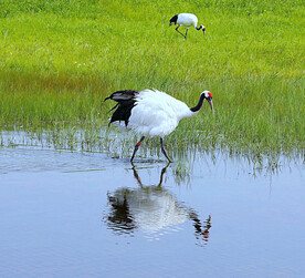 黑龙江扎龙湿地