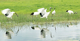 黑龙江扎龙湿地