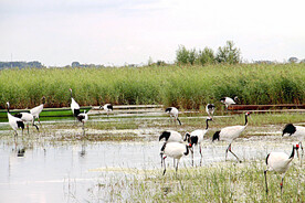 黑龙江扎龙湿地