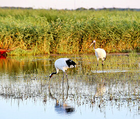 黑龙江扎龙湿地