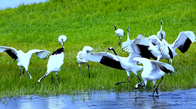 黑龙江扎龙湿地