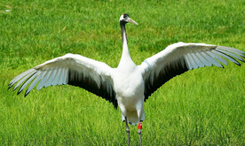 黑龙江扎龙湿地
