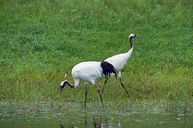 黑龙江扎龙湿地