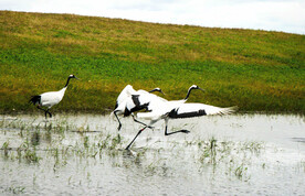 黑龙江扎龙湿地