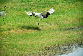 黑龙江扎龙湿地