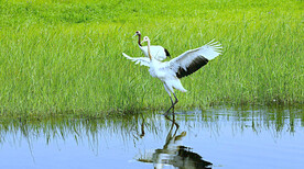 黑龙江扎龙湿地