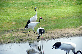 黑龙江扎龙湿地
