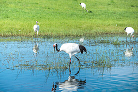 黑龙江扎龙湿地