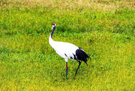黑龙江扎龙湿地
