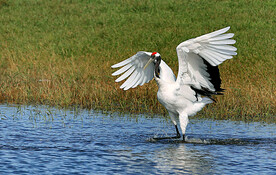 黑龙江扎龙湿地