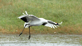 黑龙江扎龙湿地