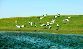 黑龙江扎龙湿地