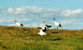 黑龙江扎龙湿地