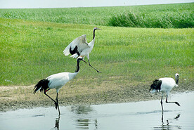 黑龙江扎龙湿地