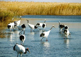 黑龙江扎龙湿地