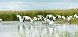 黑龙江扎龙湿地