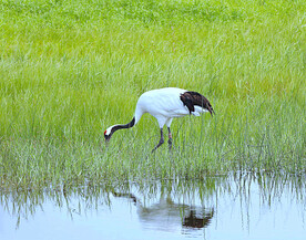 黑龙江扎龙湿地