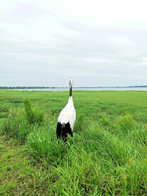 黑龙江扎龙湿地