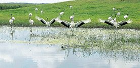黑龙江扎龙湿地