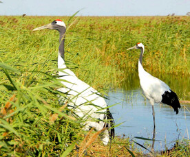 黑龙江扎龙湿地