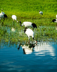 黑龙江扎龙湿地