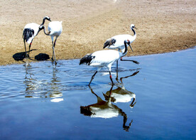 黑龙江扎龙湿地