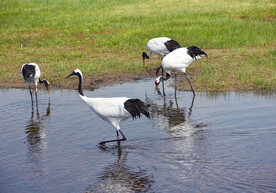 黑龙江扎龙湿地