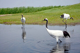 黑龙江扎龙湿地公园