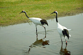 黑龙江扎龙湿地
