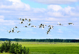 黑龙江扎龙湿地