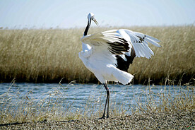 黑龙江扎龙湿地