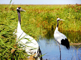 黑龙江扎龙湿地
