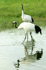 黑龙江扎龙湿地