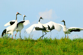 黑龙江扎龙湿地
