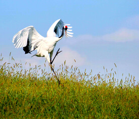 黑龙江扎龙湿地