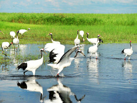 黑龙江扎龙湿地