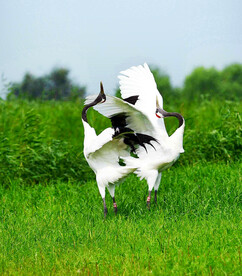 黑龙江扎龙湿地
