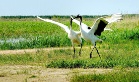 黑龙江扎龙湿地
