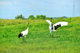 黑龙江扎龙湿地