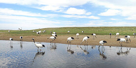 黑龙江扎龙湿地